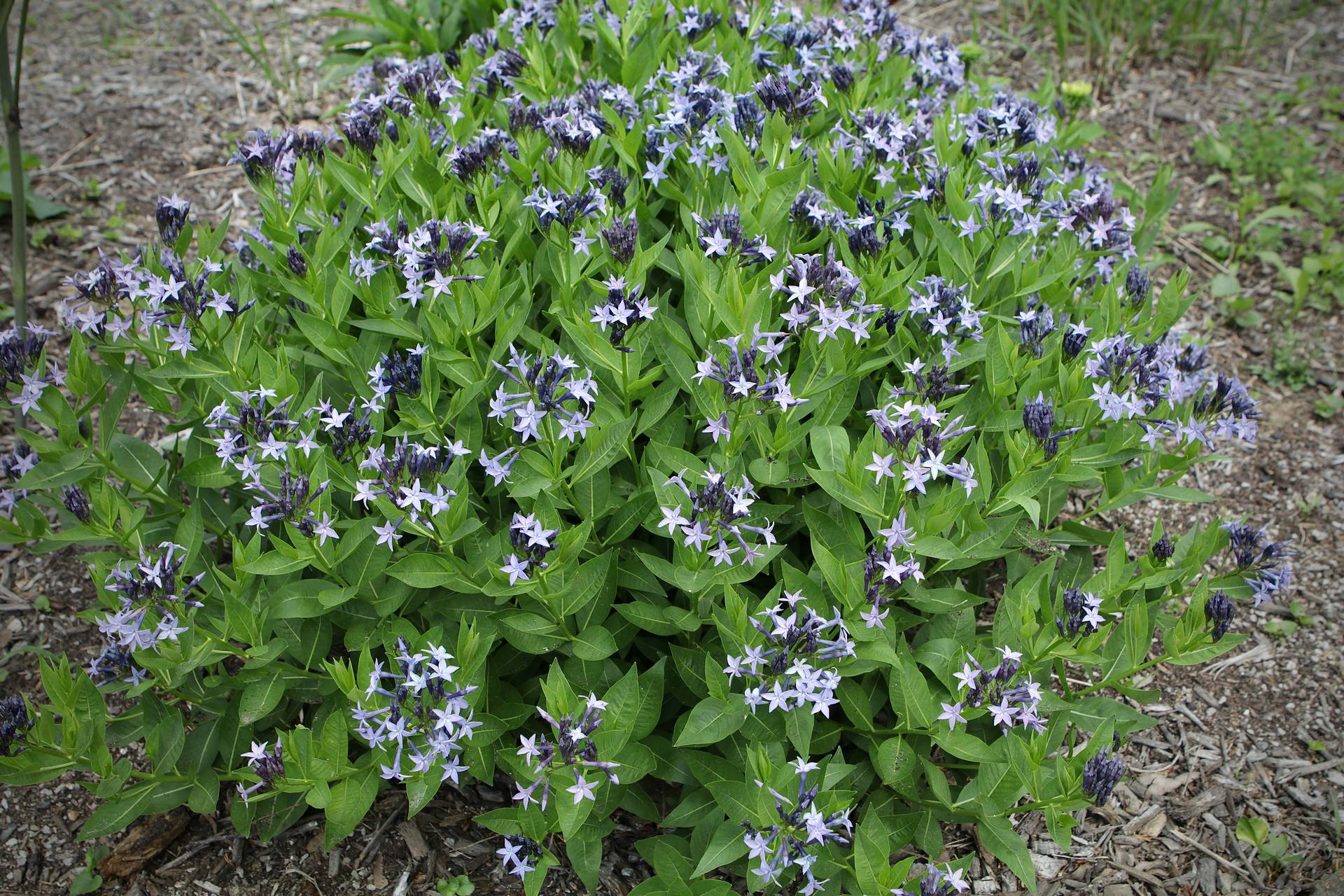 Photo of Bluestar 'Blue Ice'